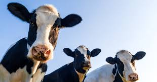 How much does it cost to butcher a cow? How Much Does A Cow Cost Where Can I Get One