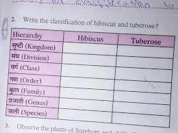 Write The Classification Of Hibiscus And Tuberose Brainly In