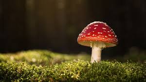 Maybe you would like to learn more about one of these? I Funghi Piu Velenosi Che Si Trovano Nei Boschi Italiani