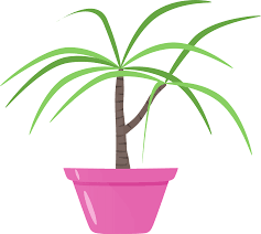 We did not find results for: Albero Dracaena Vaso Di Fiori Grafica Vettoriale Gratuita Su Pixabay