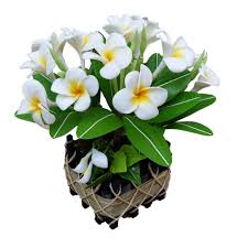 Goodgoodsthailand 6 Plumeria Flowers Frangipani Flowers Plumeria Flowers Temple Tree Graveyard Plumeria Flowers Artificial Plants And Trees Artificial Flowers