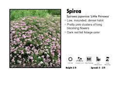 Image result for Spiraea japonica ´Little Princess