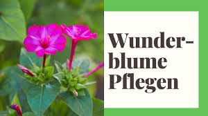 Die wunderblume, mirabilis jalapa, überzeugt durch massenhaft blüten in leuchtenden farben und ihre pflegeleichtigkeit. Wunderblume Pflegen So Geht S Richtig Youtube