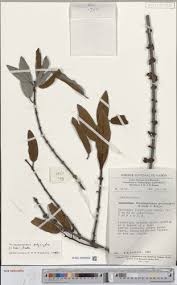 Image result for Phragmanthera polycrypta
