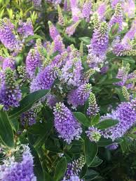 Image result for shrubby veronica hebe