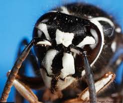 We donated the nest to the pwrba for educational purposes. Bald Faced Hornet Control Budget Pest Control