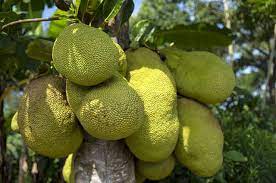 What Will Substitute For Cocoa Beans In Chocolate Of The Future