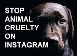 We did not find results for: Stop Animal Cruelty On Instagram Petitions Net