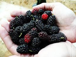 The block is so small i can't really afford for the trees to not be edible. Seeds And Things 15 Black Mulberry Morus Nigra Tree Seeds Hardy Adaptable Edible Fruit Attracts Birds Wildlife Food Shade Tree Drought Salt And Wind Tolerant Buy Online In Botswana At Botswana Desertcart Com Productid