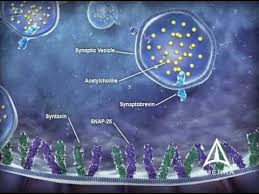 Myobloc Mechanism Of Action 3d Medical Animation Anatomy And Physiology Animation Facilitation