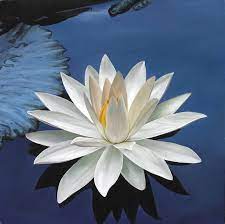 Love Light Within Part I Beautiful Flowers Lotus Flower Water Lily