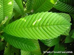 Image result for Tetracera