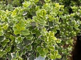 Image result for Euonymus fortunei