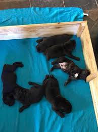 They will be 10 weeks old on saturday 12 december 2020. Boerboel Puppy For Sale In Lagos