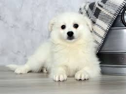 Petland puppies for sale near me. Puppies For Sale Petland Lewis Center Columbus Ohio