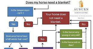 Auburn Us Horse Blanketing How To Is Hilariously Informative