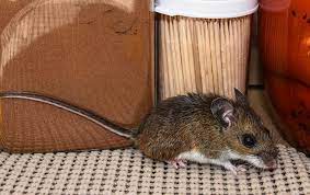 Now comes the tricky part, or we should say the part where you need to deal with some droppings. Blog What Is The Fastest Way To Get Rid Of Mice