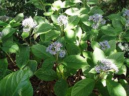 Image result for Hyparrhenia dichroa