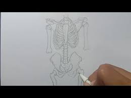 Check spelling or type a new query. Cara Menggambar Kerangka Manusia Ipa Youtube