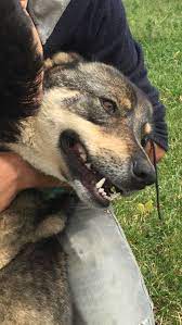 my stray dogs panosundaki pin
