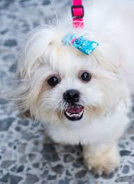 Hello.our lowellteacuppuppies sells dogs and cats safely to customers all over the world. Maltese Dog Breed Information Characteristics Daily Paws