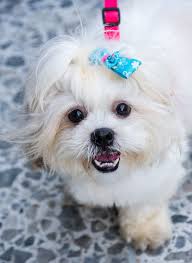 He has a dark grey coat accented in white. Maltese Dog Breed Information Characteristics Daily Paws