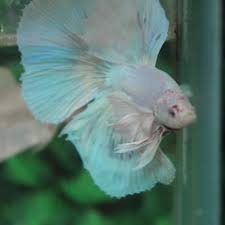 Nah, kenapa ikan cupang sangat mudah untuk dibudidaya, karena salah satu keistemawaannya adalah daya tahan hidupnya. Jual Ikan Cupang Promo Halfmoon Rosetail Dumbo Ears Inkuiri Com