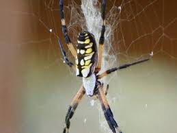 Connecticut Spiders Pictures And Identification Green Nature