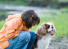 Find cavalier king charles spaniels for sale in sacramento on oodle classifieds. Cavalier King Charles Spaniel