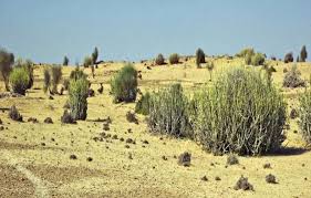 Image result for Scleria welwitschii