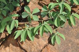 Image result for Adenia fruticosa