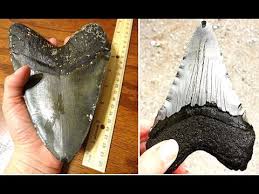 Maybe you would like to learn more about one of these? 5 Best Places To Find Megalodon Teeth Youtube