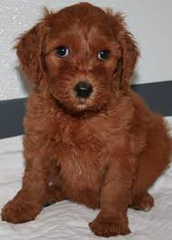 Goldendoodle puppies mum is our cream standard poodle dad is a apricot/light red goldendoodle both parents are health tested puppies. Goldendoodle Puppy Colors By Moss Creek Goldendoodles In Florida English Goldendoodle Puppies