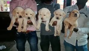 Only 1 litter ever taken per dam in order to retain bloodline tha. Ad S Dog House Labrador Puppies For Sale Facebook