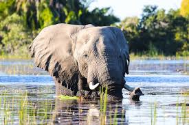 While traveling on foot with your guide, you will learn about tracking animals, how they behave and live, as well as becoming. Okavango Delta Botswana Reisen Informationsportal