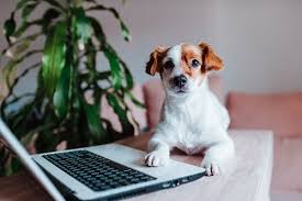 When it comes to drug diversion, veterinarians are just as at risk (if not take the free risk assessment. Epicur Pharma On Twitter Your Ce On Your Schedule Epicur Is Proud To Sponsor Controlled Substance Management In Veterinary Medicine A Free On Demand Course By Lauren Forsythe Pharmd Dicvp Fsvhp That