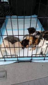Maybe you would like to learn more about one of these? Almost Home Shelter Pet Rescue Home Facebook
