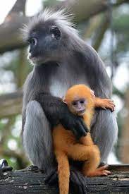 Dusky Leaf Monkey Young Monkey Species Weird Animals Cute Baby Animals