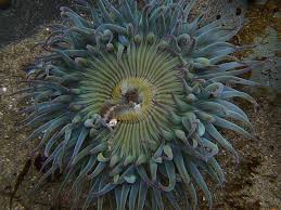 Image result for Anemone transvaalensis