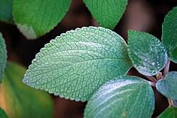 Image result for Plectranthus chimanimanensis