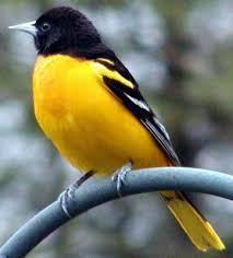 Birds That Look Like Baltimore Orioles Baltimore Oriole Maryland State Bird Baltimore Orioles Birds State Birds Pet Birds