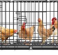 Gallinero Caja Nido para Pollos de Metal, Jaula para Aves de Corral, casa  para gallinas, Jaula para Conejos con Ruedas, Uso Interior y Exterior : ...