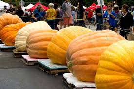 The first step in growing giant pumpkins is to obtain the right seed. How To Grow Giant Pumpkins Gardener S Path