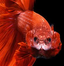 How to stop betta fish from fighting? In Photos Flowing Fins Of Siamese Fighting Fish Digital Photography Review
