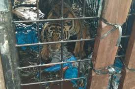 Pulau macan jakarta menawarkan paket liburan terbaik baik di pulau seribu sebagai tempat nyaman rekreasi pantai pulau macan paket wisata 2021. Harimau Yang Diduga Kerap Memangsa Manusia Di Riau Akhirnya Tertangkap Halaman All Kompas Com