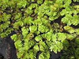 Image result for Salvinia hastata