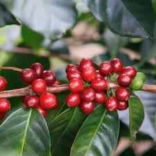 Image result for Coffea