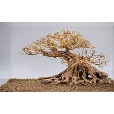 Bonsai Driftwood Large Aquarium Decoration Aquarium Driftwood Free Shipping Aquarium Bonsai Tree Gh5 100 Natural Wood No Chemicals In 2020 Aquatic Plants Bonsai Aquascape