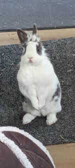 Non mentire!! Quanti conigli hai ucciso? : r/skyrim