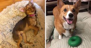 Maybe you would like to learn more about one of these? 17 Dog Products Our Readers Say Are The Best